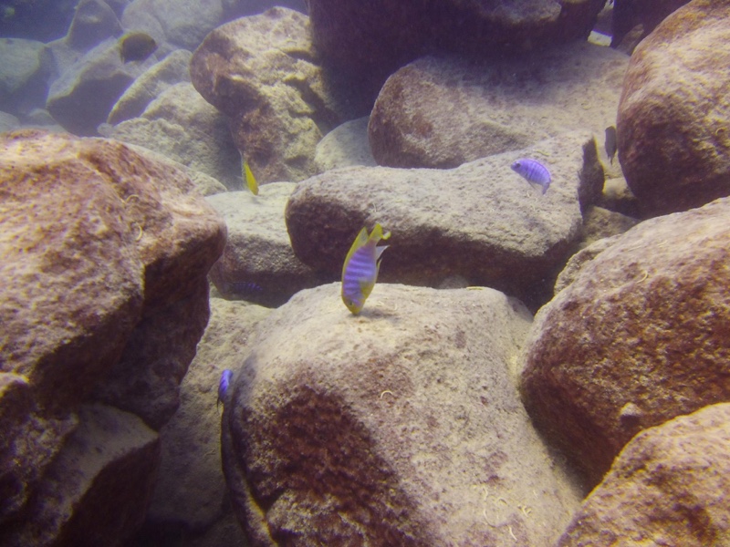 Maylandia hajomaylandi 'Chizumulu Island'